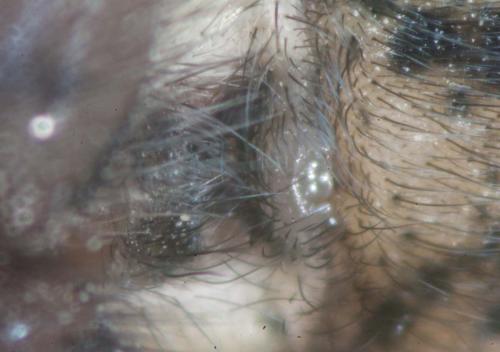 Tegenaria sp.