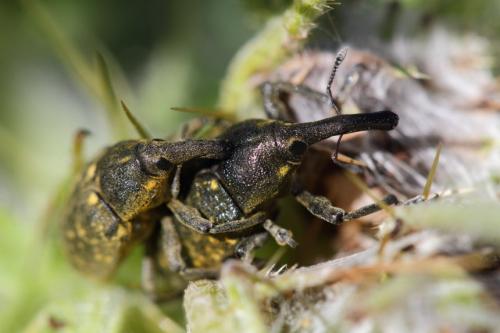 Réf. 108 102 : Larinus sturnus