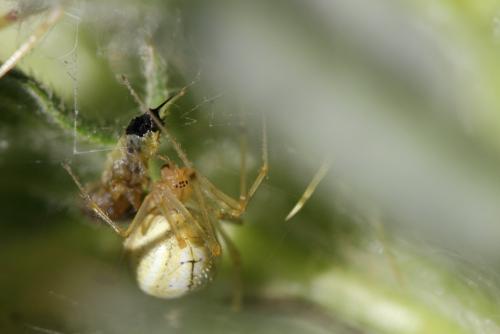 Réf. 108 009 : Enoplognatha sp.