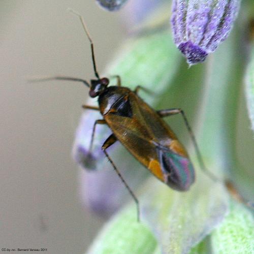 Réf. 108 701 : Plagiognathus arbustorum