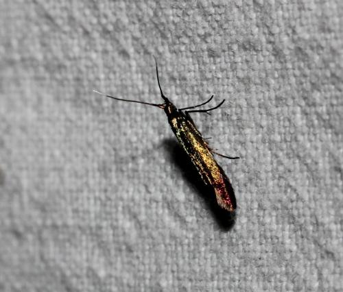 Réf. 108 010 : Coleophora sp.
