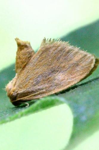 Heterogenea asella