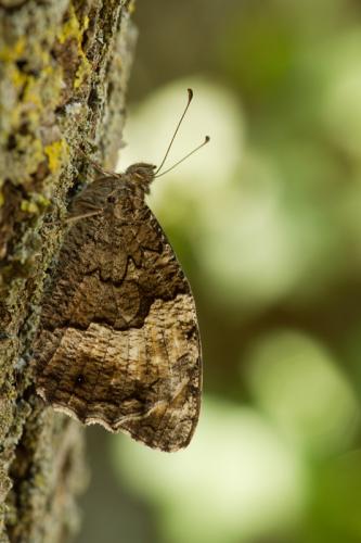 Réf. 108 637 : Hipparchia sp.