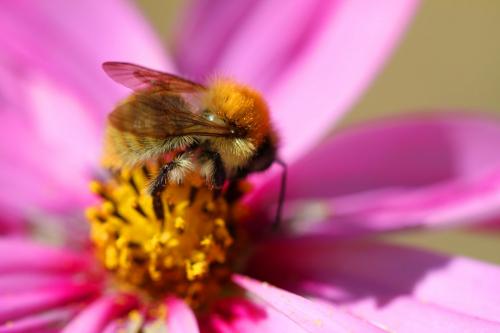 Bombus sp.