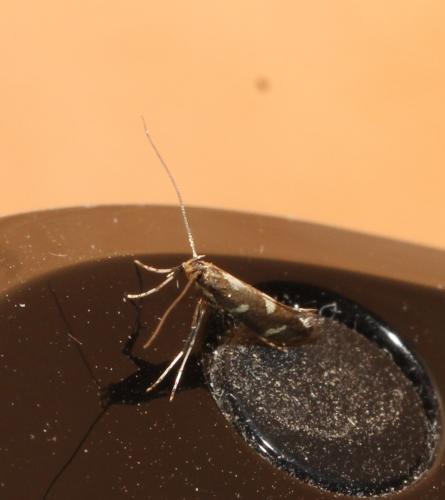 Réf. 108 646 : Calybites phasianipennella
