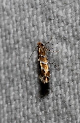 Réf. 108 171 : Cameraria ohridella
