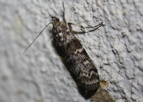 Réf. 108 272 : Dioryctria abietella