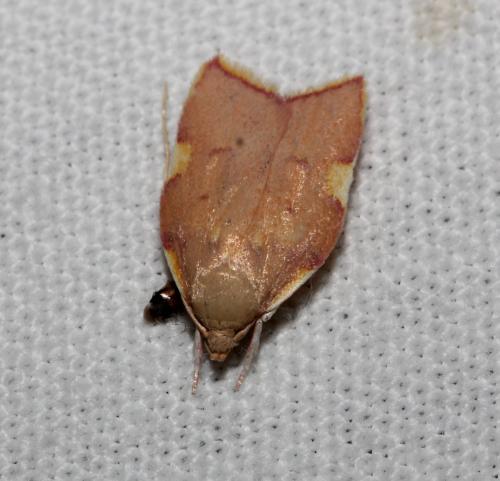 Réf. 108 175 : Carcina quercana