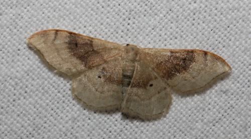 Idaea degeneraria
