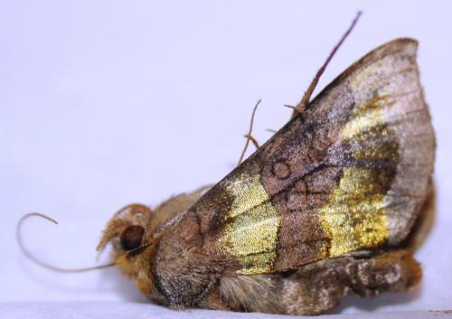 Diachrysia chrysitis
