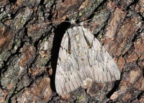 Réf. 108 710 : Catocala optata