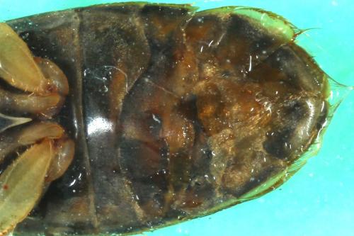 Corixa punctata