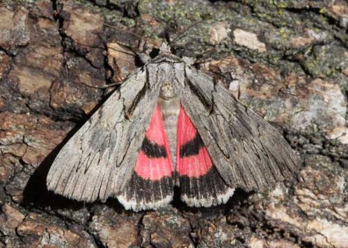 Réf. 108 932 : Catocala optata