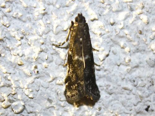 Assara terebrella
