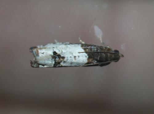 Réf. 108 746 : Notocelia roborana