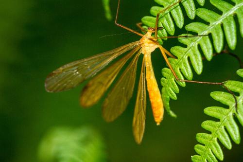 Réf. 108 341 : Bittacus italicus