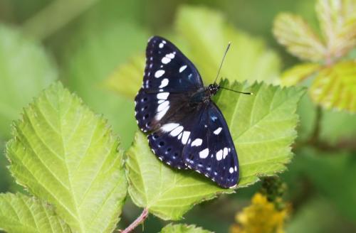 Limenitis reducta