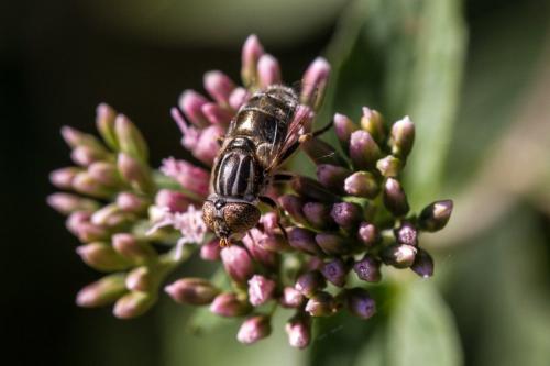 Eristalinus aeneus