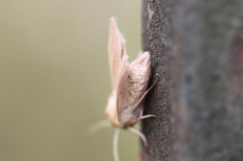 Réf. 108 739 : Mythimna pallens