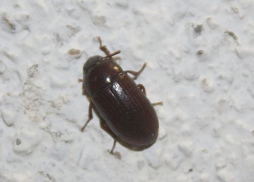 Réf. 108 269 : Alphitobius diaperinus