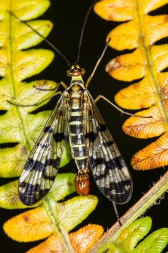 Panorpa cognata