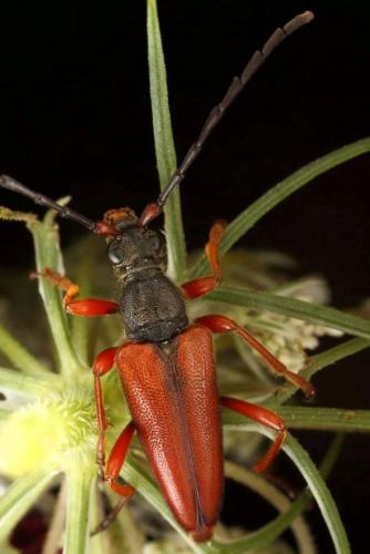 Réf. 108 650 : Stictoleptura trisignata