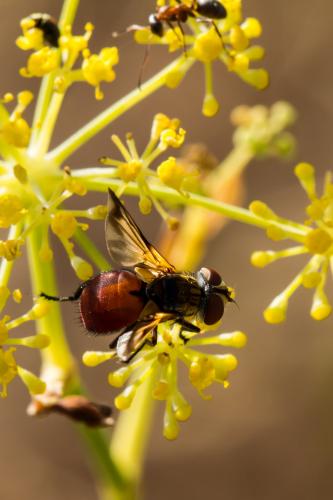 Ectophasia oblonga