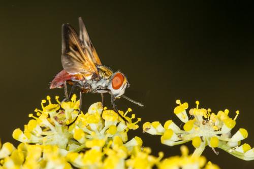 Ectophasia oblonga