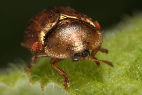 Réf. 108 037 : Hypocassida meridionalis