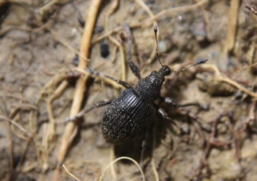 Liophloeus tessulatus
