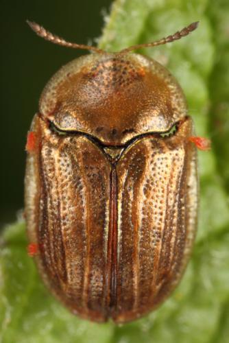 Réf. 108 036 : Hypocassida meridionalis
