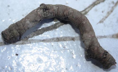 Hypomecis punctinalis