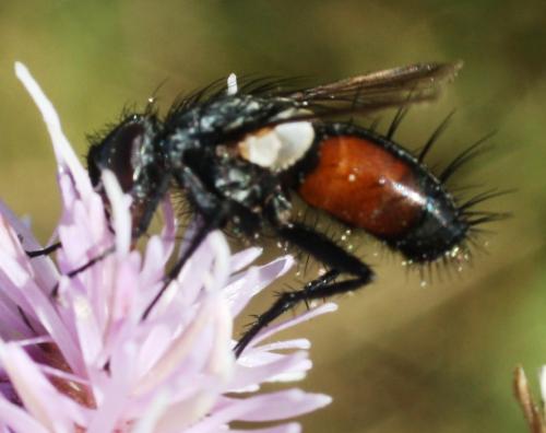 Eriothrix rufomaculata