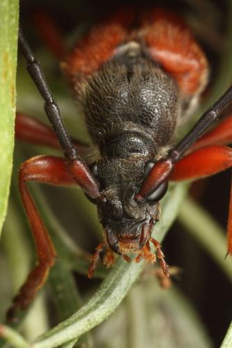 Réf. 108 651 : Stictoleptura trisignata