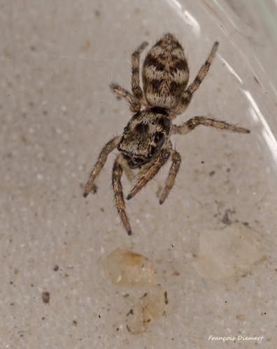 Réf. 108 012 : Salticus sp.