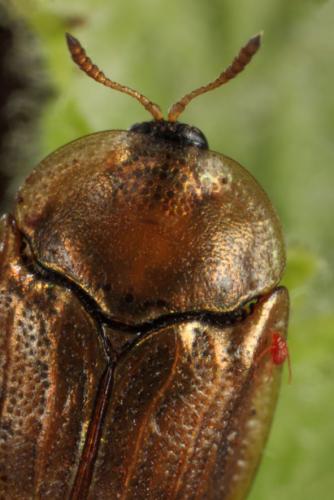 Réf. 108 038 : Hypocassida meridionalis