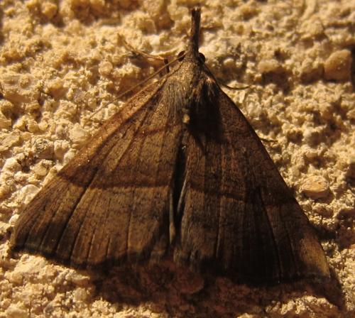 Réf. 108 834 : Hypena proboscidalis