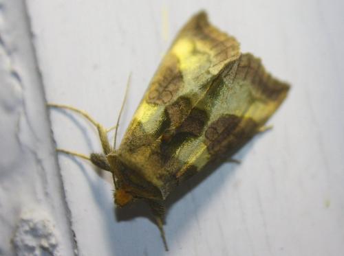 Diachrysia sp.