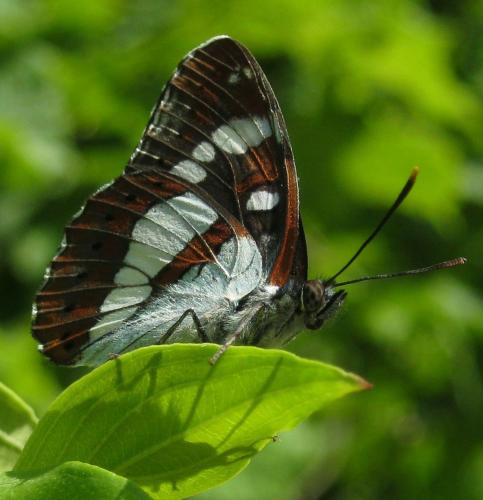 Limenitis reducta