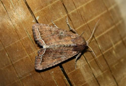 Réf. 108 108 : Lacanobia oleracea