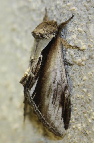 Pheosia gnoma