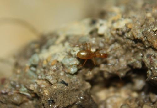 Réf. 108 346 : Aphaenops cerberus inaequalis