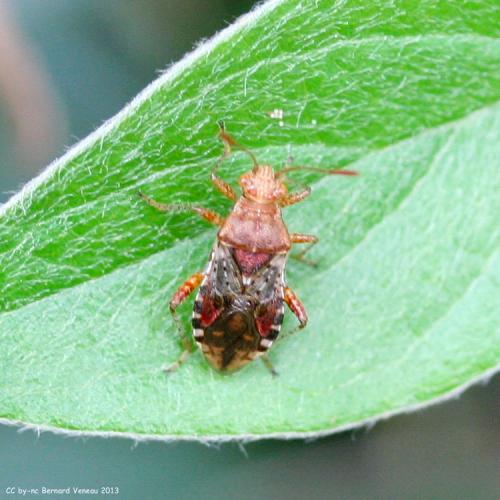 Rhopalus subrufus