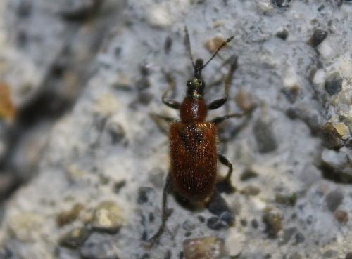 Lasiorhynchites coeruleocephalus