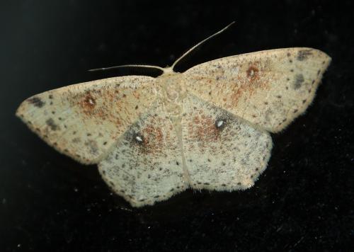 Réf. 108 333 : Cyclophora porata