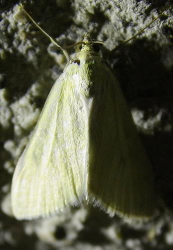 Réf. 108 917 : Sitochroa palealis
