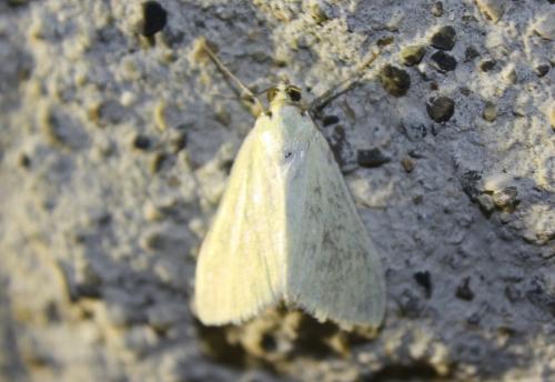 Réf. 108 852 : Sitochroa palealis