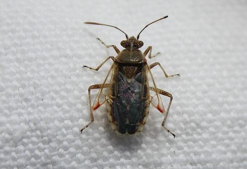 Liorhyssus hyalinus