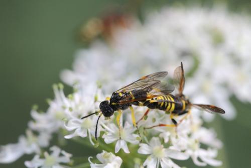 Tenthredo sp.