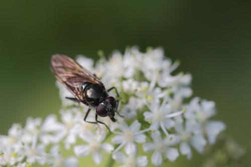 Réf. 108 439 : Cheilosia variabilis